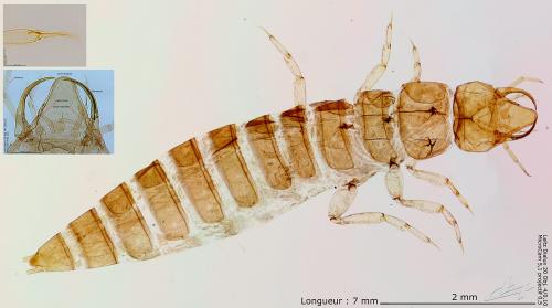 Réf. 248 079 : Hydroporinae inconnu